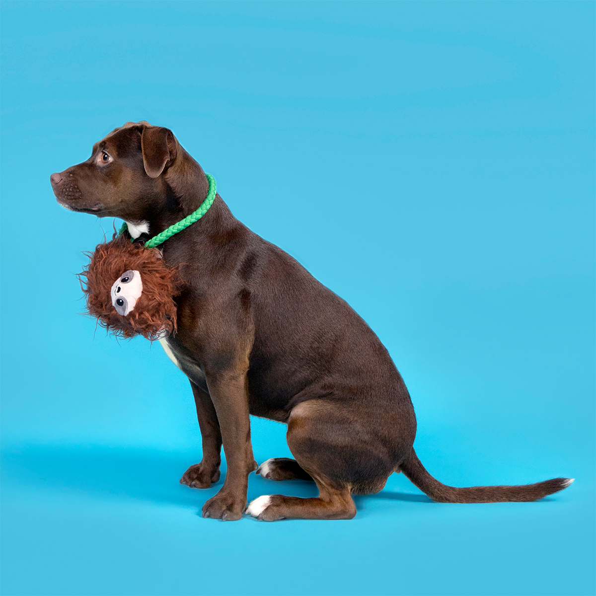 Slo-mo Beau Plush Tug Dog Toy