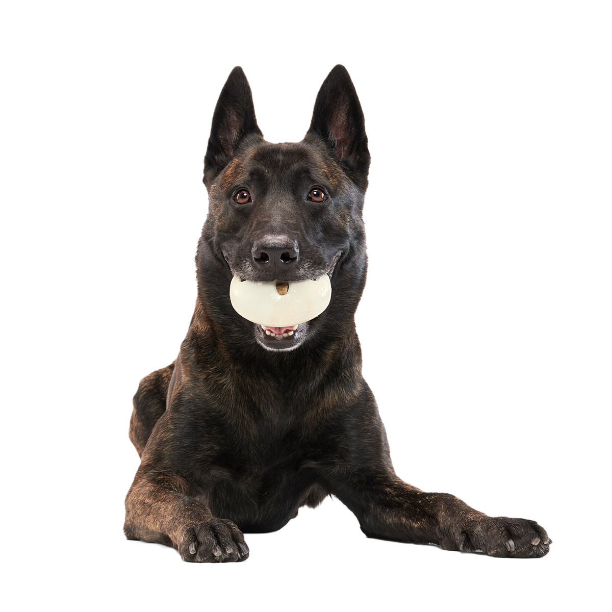 Snack Dollar Super Chewer Durable Enrichment + Fetch Dog Toy