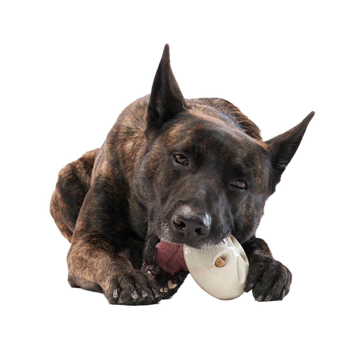 Snack Dollar Super Chewer Durable Enrichment + Fetch Dog Toy