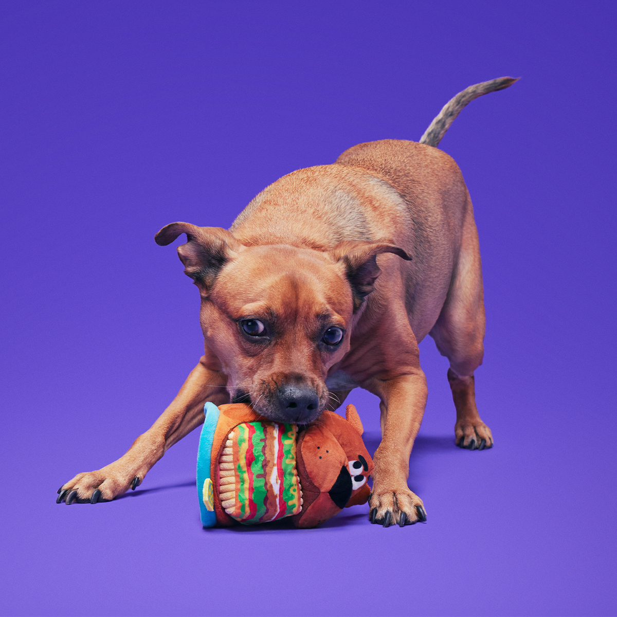 Snackin' Scooby™ Plush Multi-Part + Enrichment Dog Toy