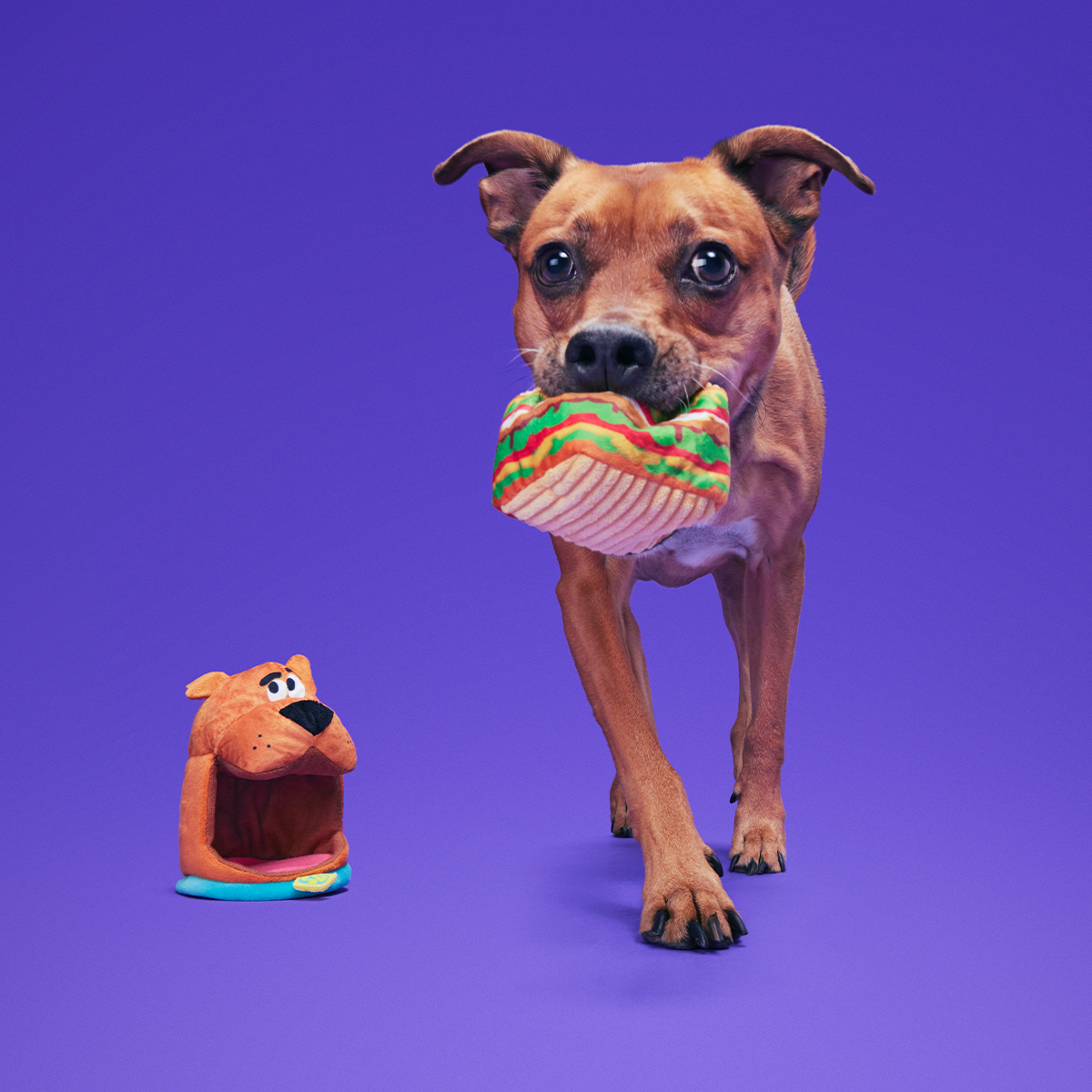 Snackin' Scooby™ Plush Multi-Part + Enrichment Dog Toy