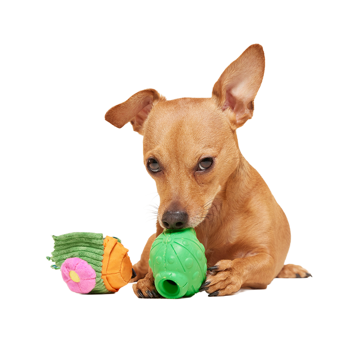 Snactus Super Chewer Durable 2-in-1 + Enrichment Dog Toy