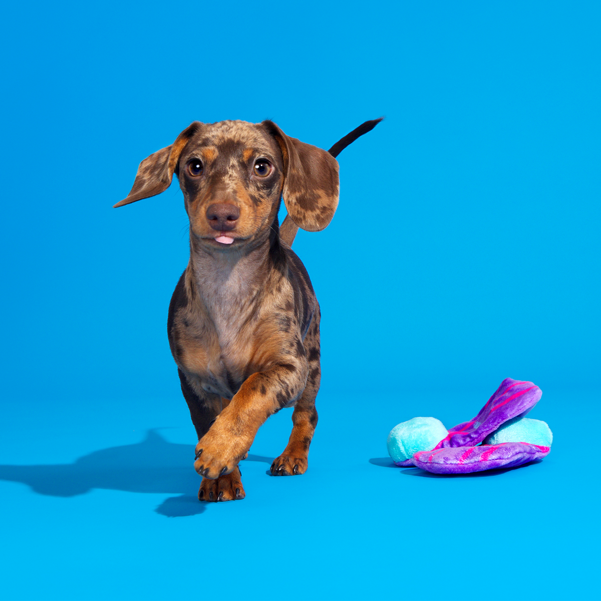 Snork N Bork Plush Multi-Part + Tug Dog Toy