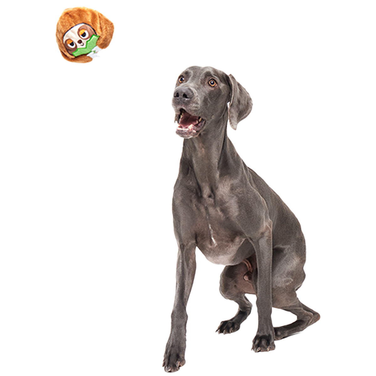Sonny the Sloth Super Chewer Durable 2-in-1 + Fetch Dog Toy