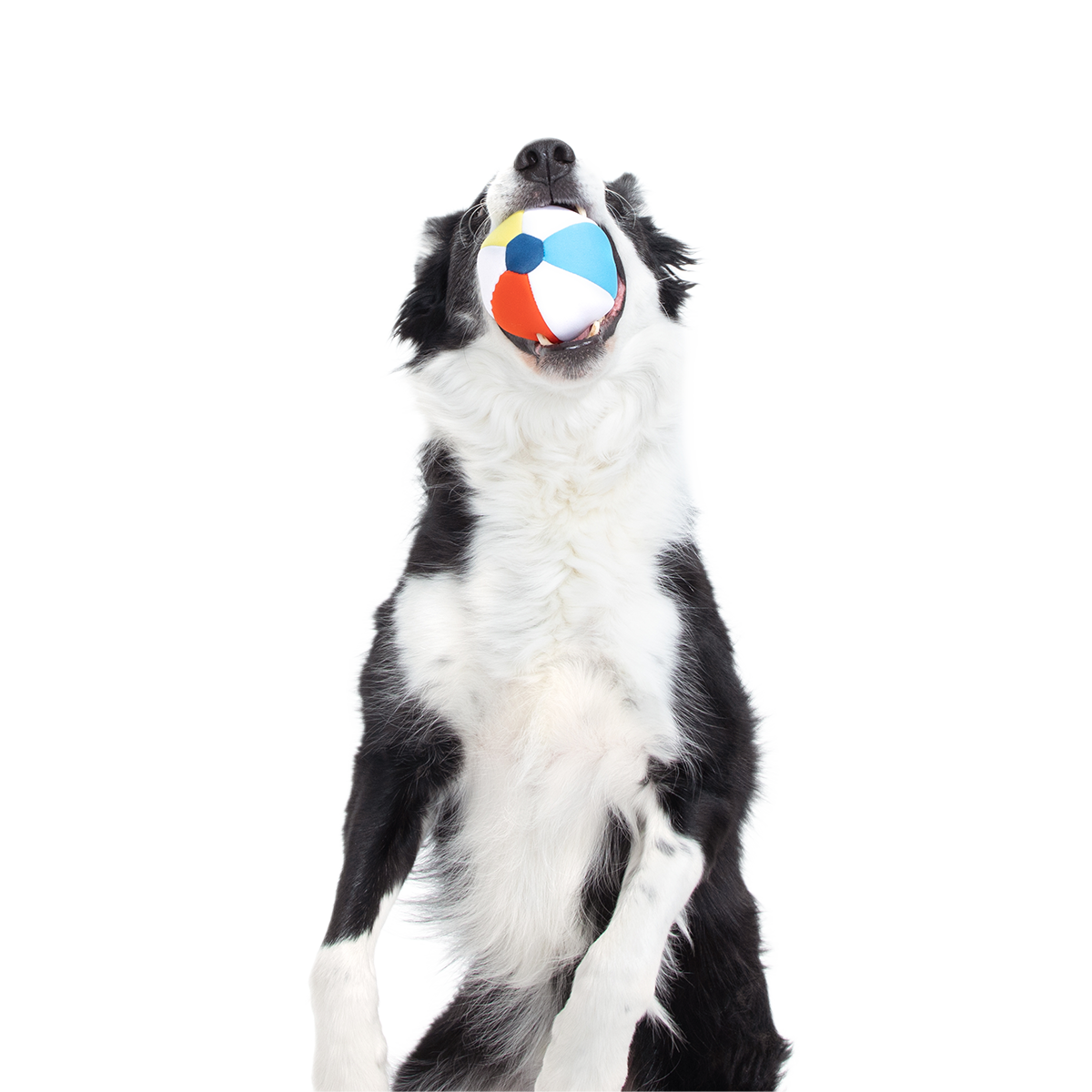 Spike The Beach Ball Super Chewer Durable 2-in-1 + Fetch Dog Toy