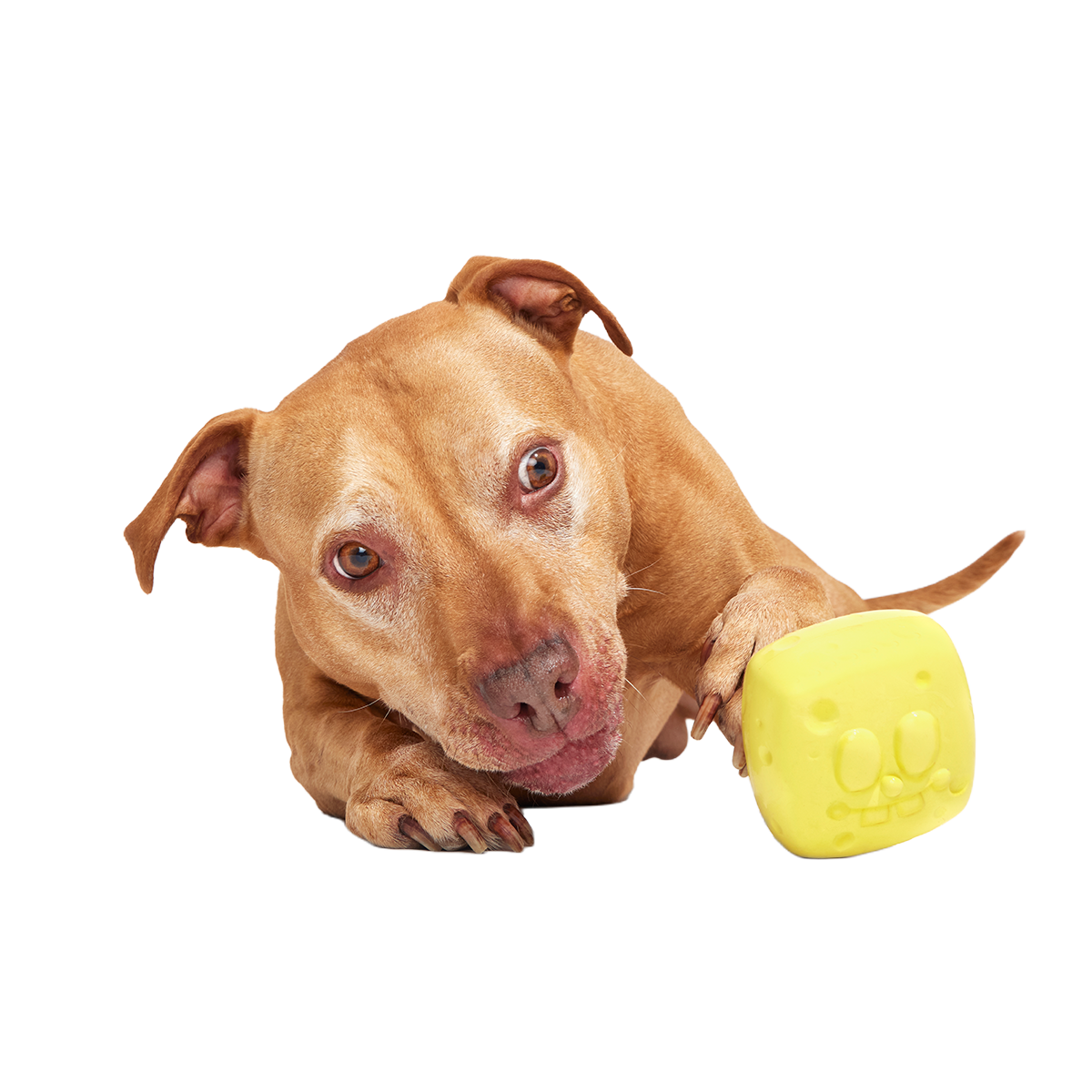 SpongeBob SqueakPants Super Chewer Durable Fetch Dog Toy