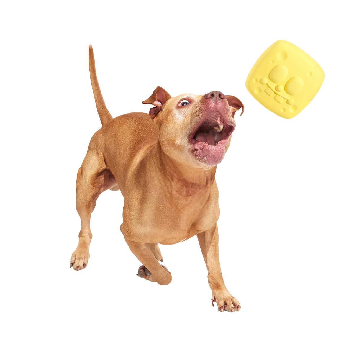 SpongeBob SqueakPants Super Chewer Durable Fetch Dog Toy