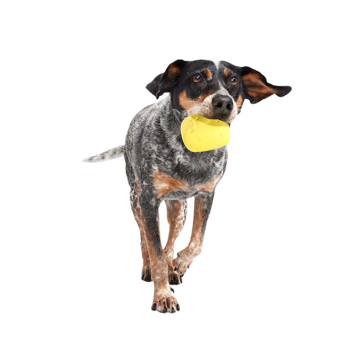 SpongeBob SqueakPants Super Chewer Durable Fetch Dog Toy