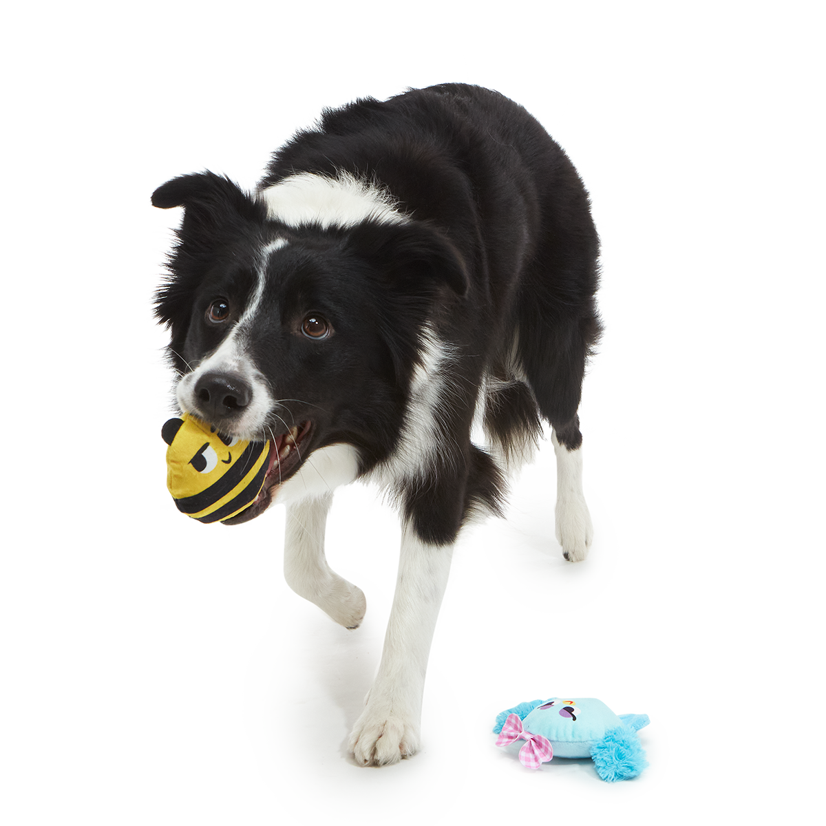 Spring Fling Plush Multi-Part + Fetch Dog Toy