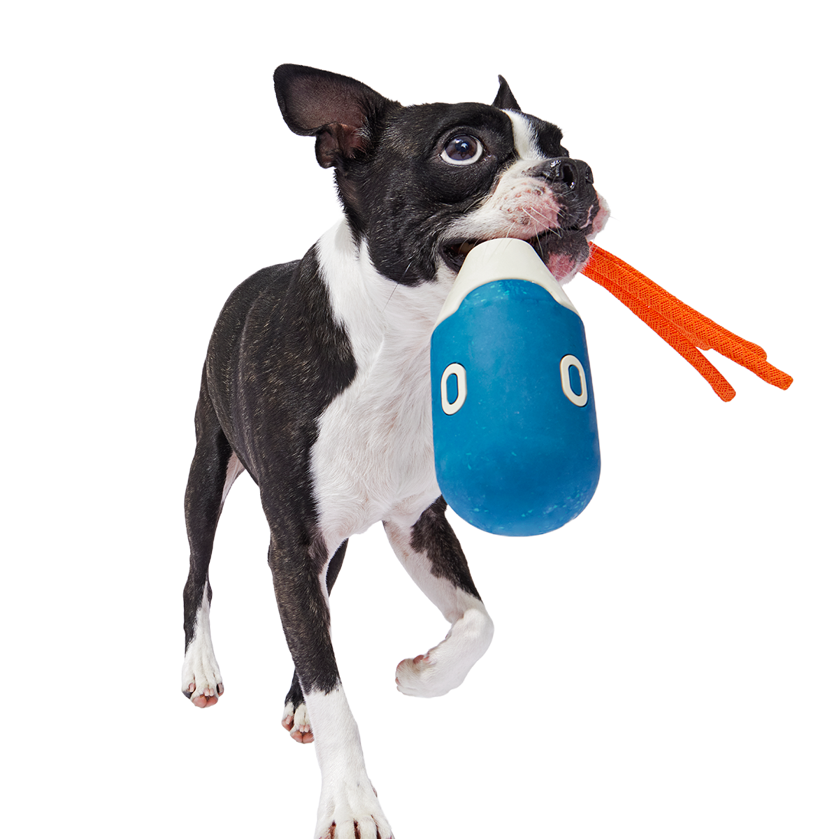 Squidwhip Super Chewer Durable Tug Dog Toy