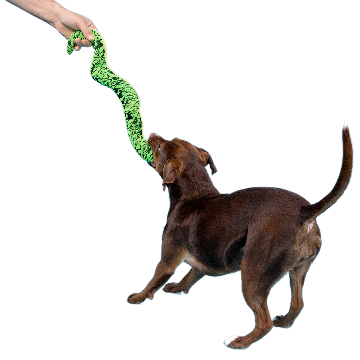 Sssssssssteve Plush XXL Tug Dog Toy