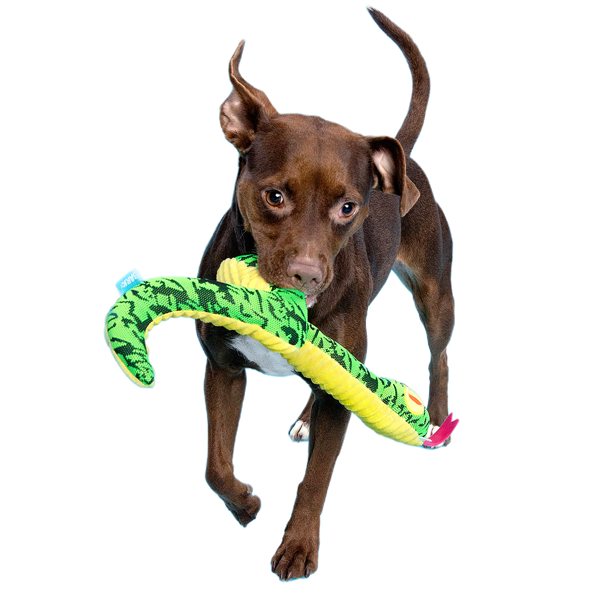 Sssssssssteve Plush XXL Tug Dog Toy