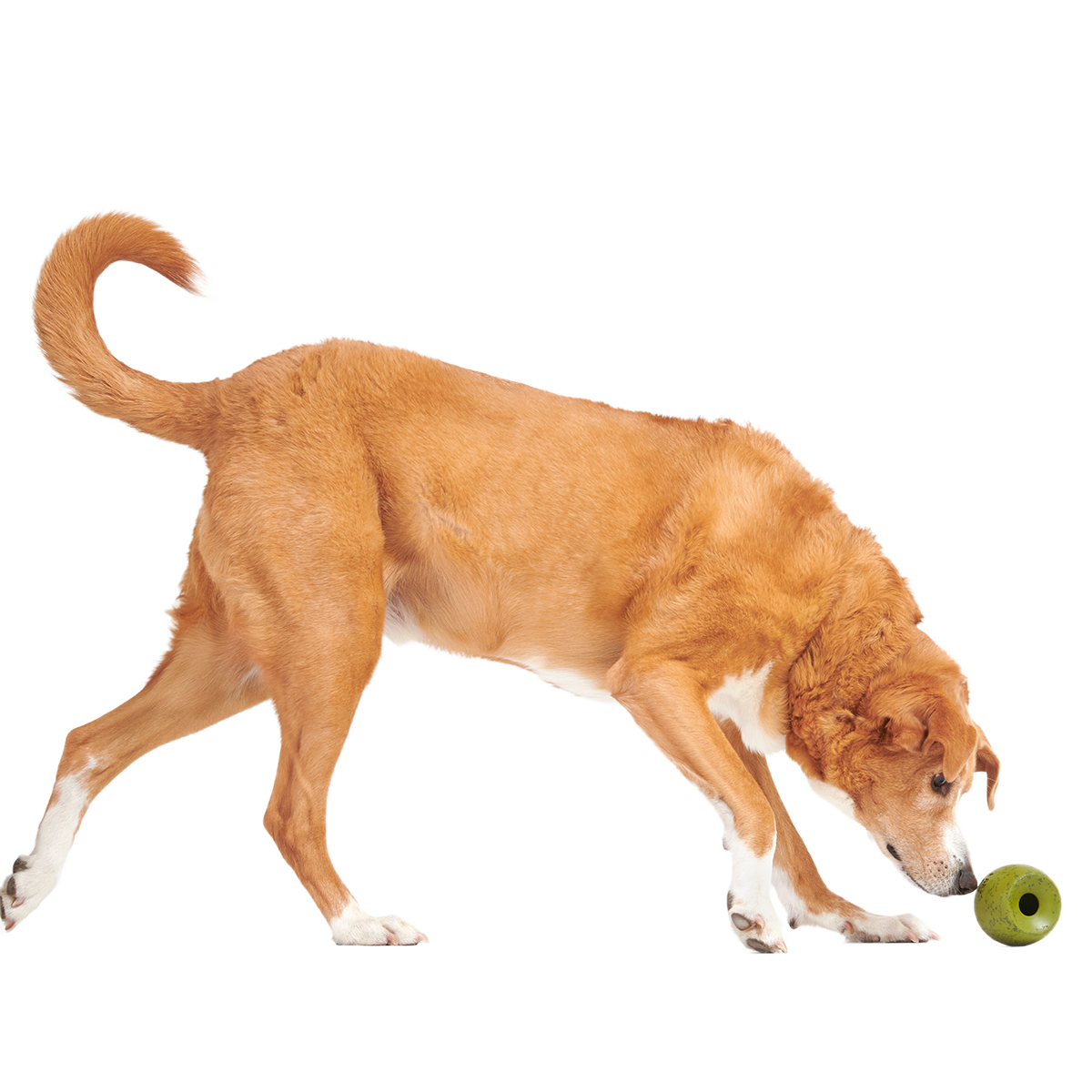 Stuffed Olive Super Chewer Durable Enrichment Dog Toy