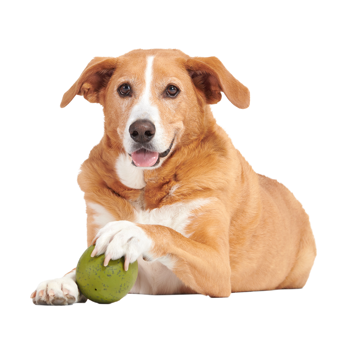 Stuffed Olive Super Chewer Durable Enrichment Dog Toy