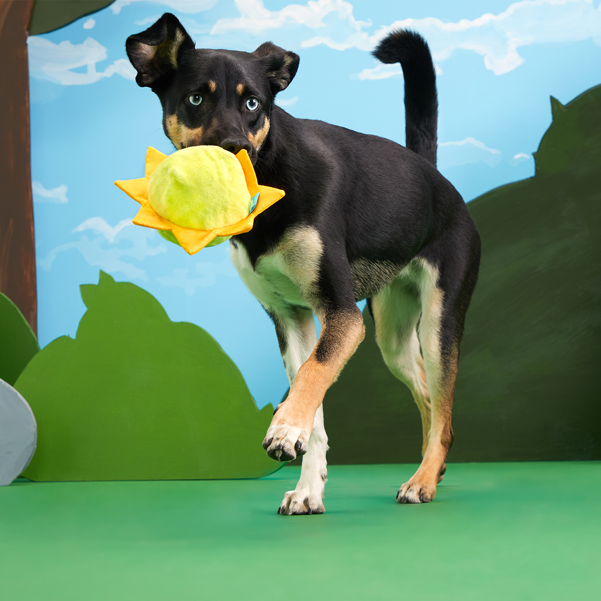 Sunny Boy Plush Fetch Dog Toy