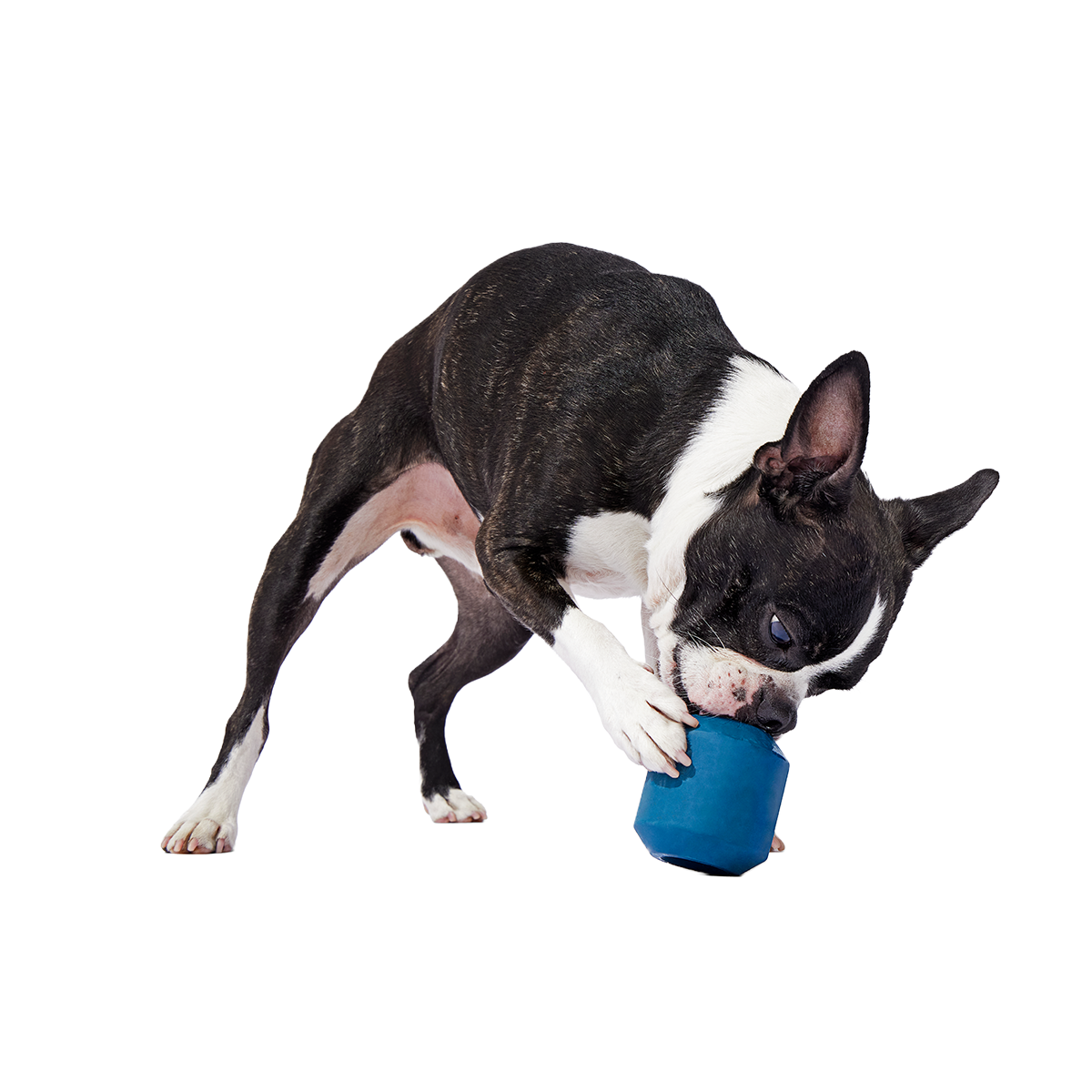 Tank Toy Super Chewer Durable Enrichment Dog Toy#Size_S