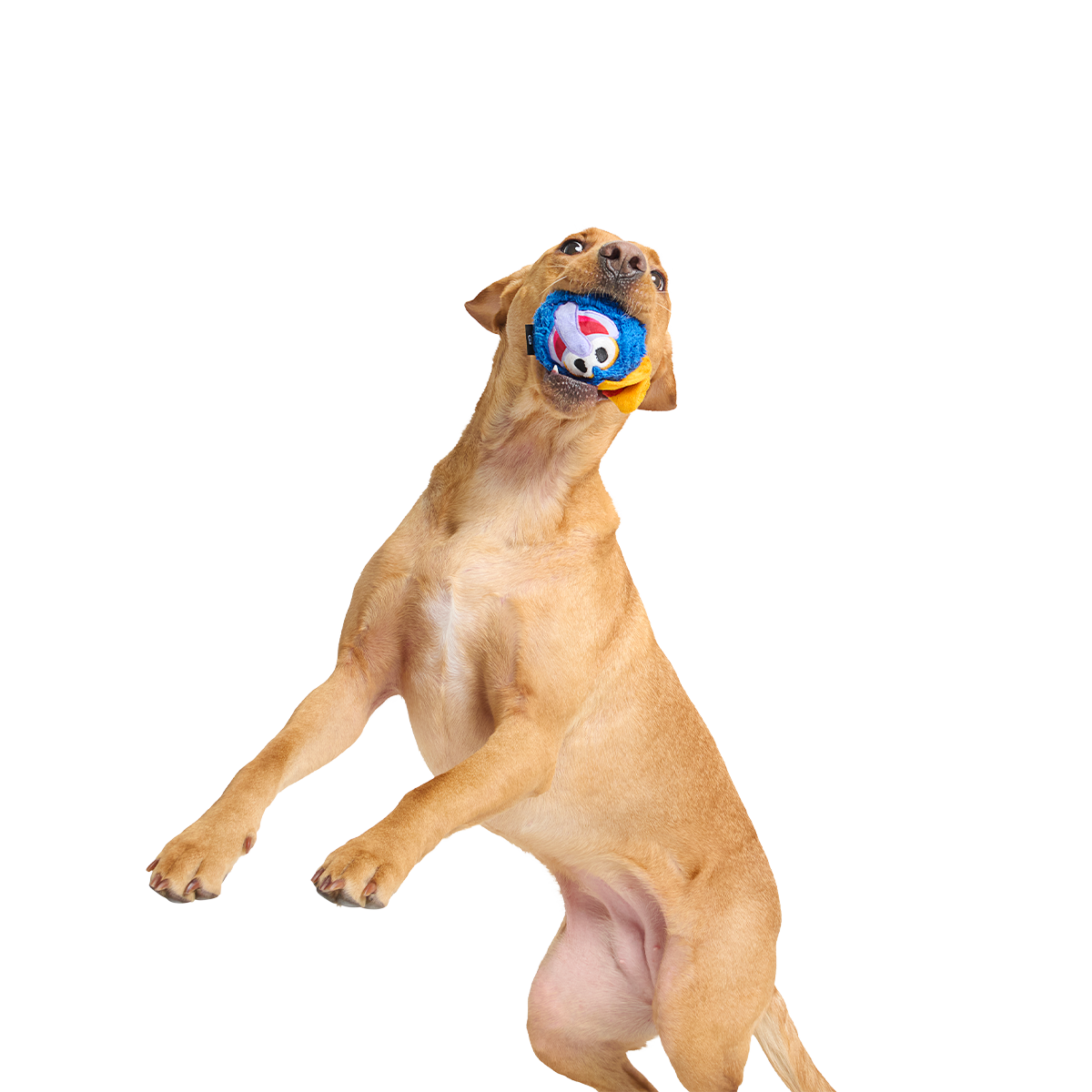 The Great Gonzo as "Charles Lick-ens" Super Chewer Durable 2-in-1 + Fetch Dog Toy
