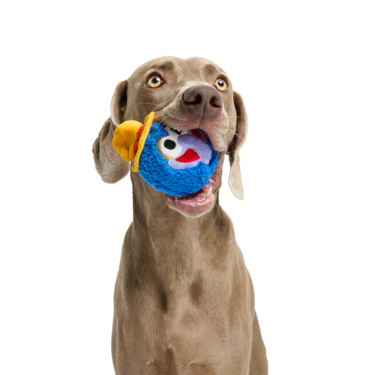 The Great Gonzo as "Charles Lick-ens" Super Chewer Durable 2-in-1 + Fetch Dog Toy