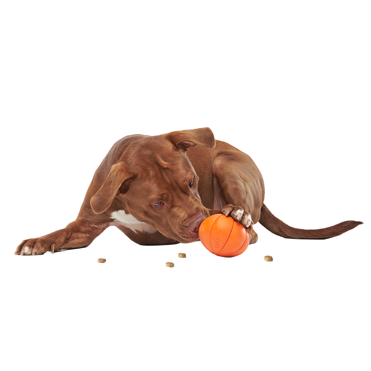 The Grrreat Pumpkin Super Chewer Durable 2-in-1 + Enrichment Dog Toy
