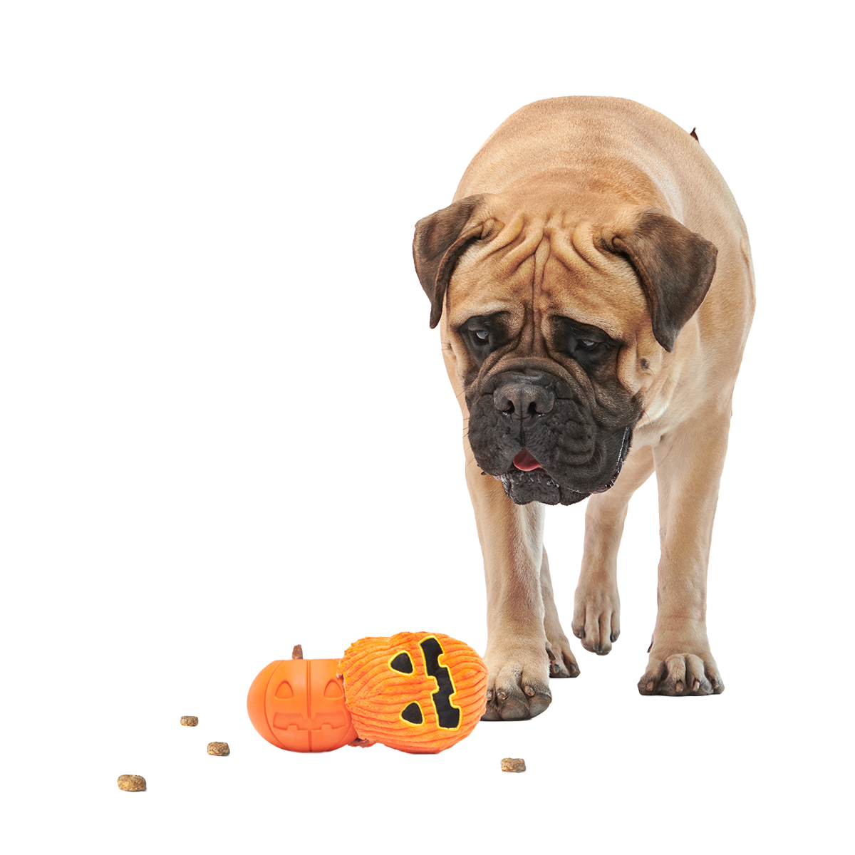 The Grrreat Pumpkin Super Chewer Durable 2-in-1 + Enrichment Dog Toy