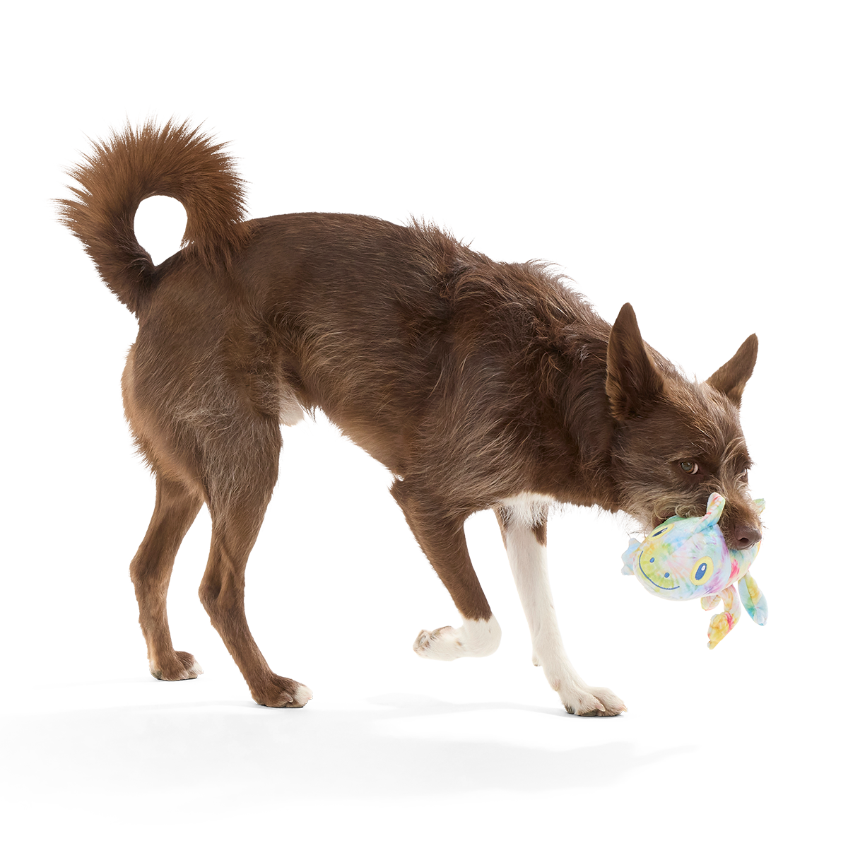 The Lizard King Plush Tug Dog Toy