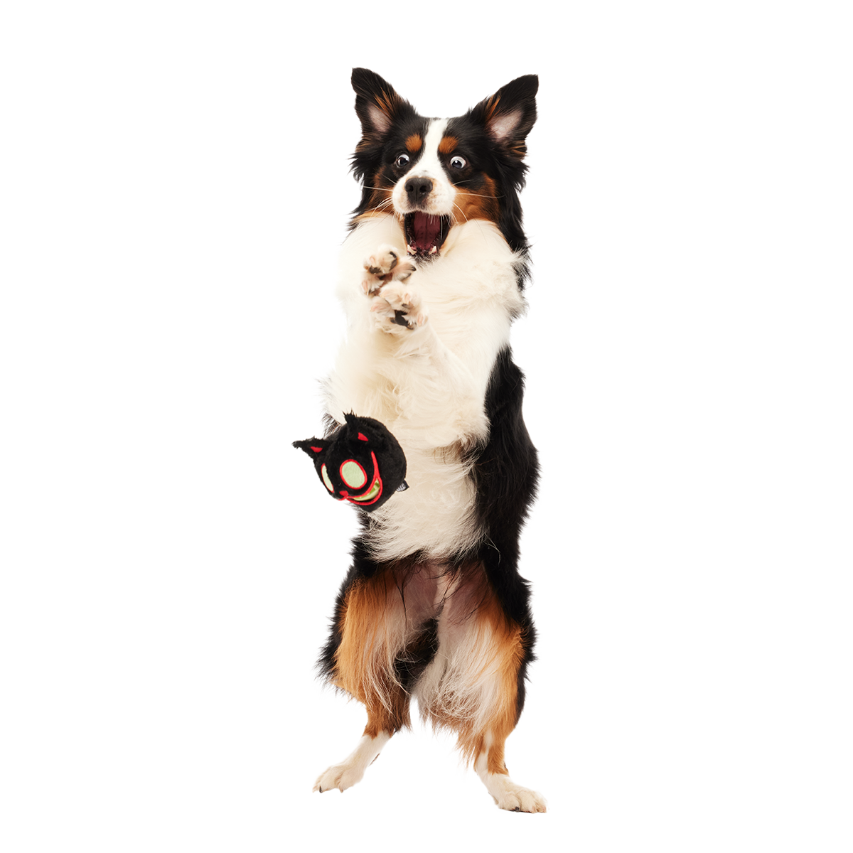 The Nightmeower Super Chewer Durable 2-in-1 + Fetch + Enrichment Dog Toy