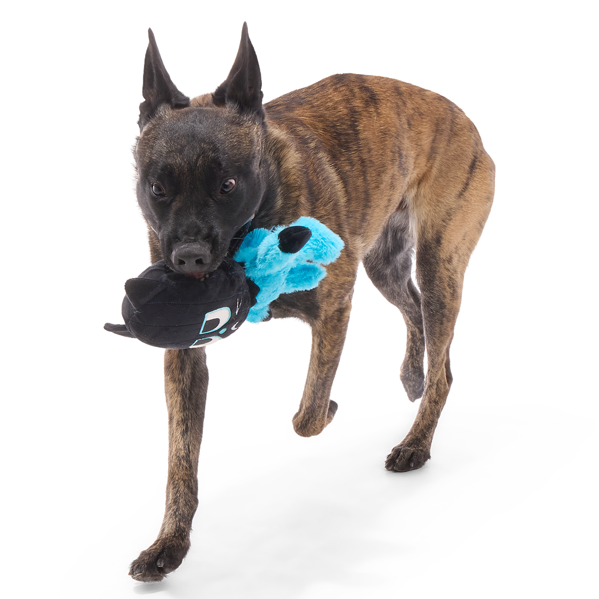 The Purrfect Crime Plush 2-in-1 + Tug Dog Toy