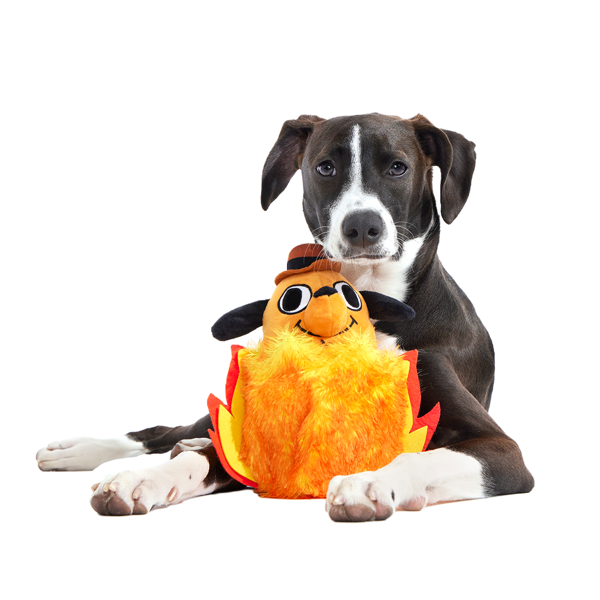 This is Fine Plush Multi-Part + Enrichment Dog Toy