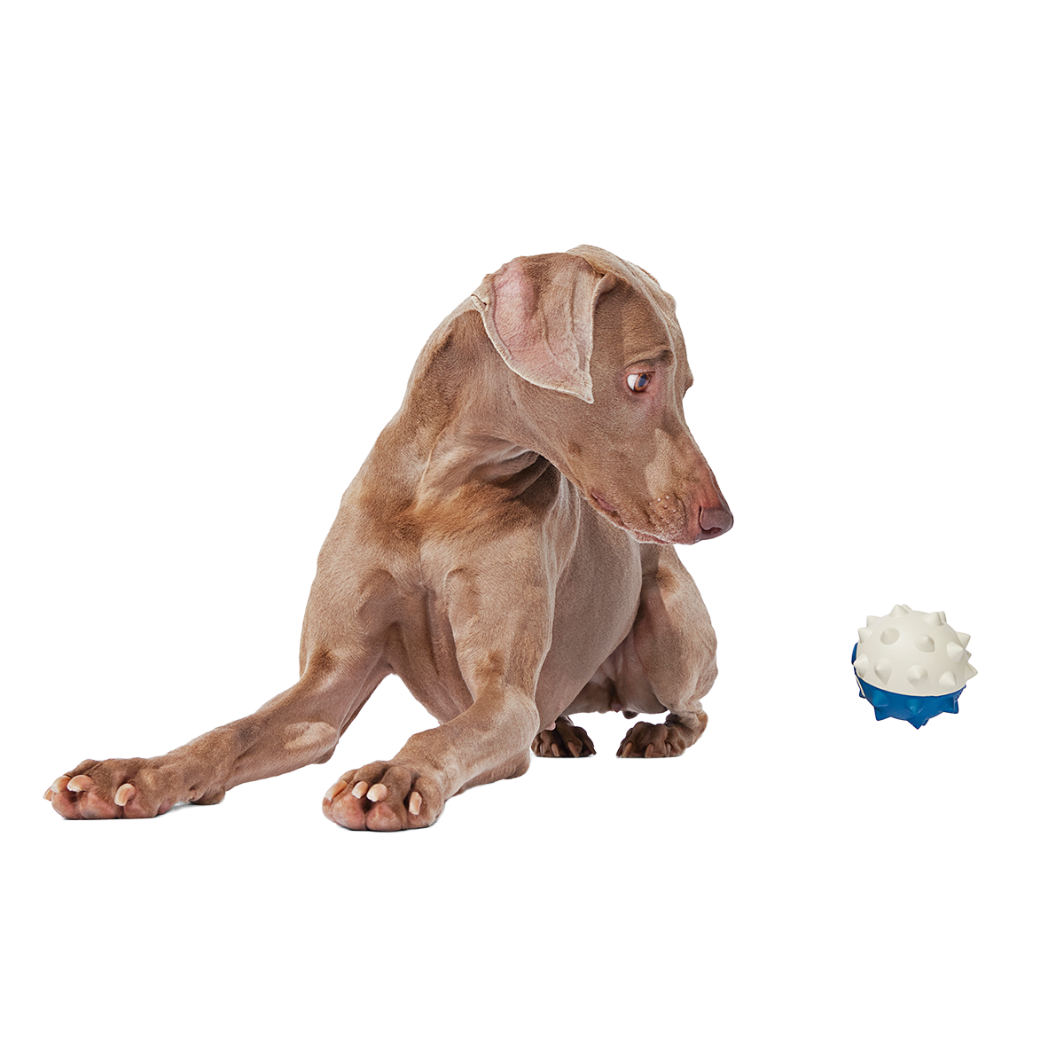 Throwfish Super Chewer Durable Fetch Dog Toy