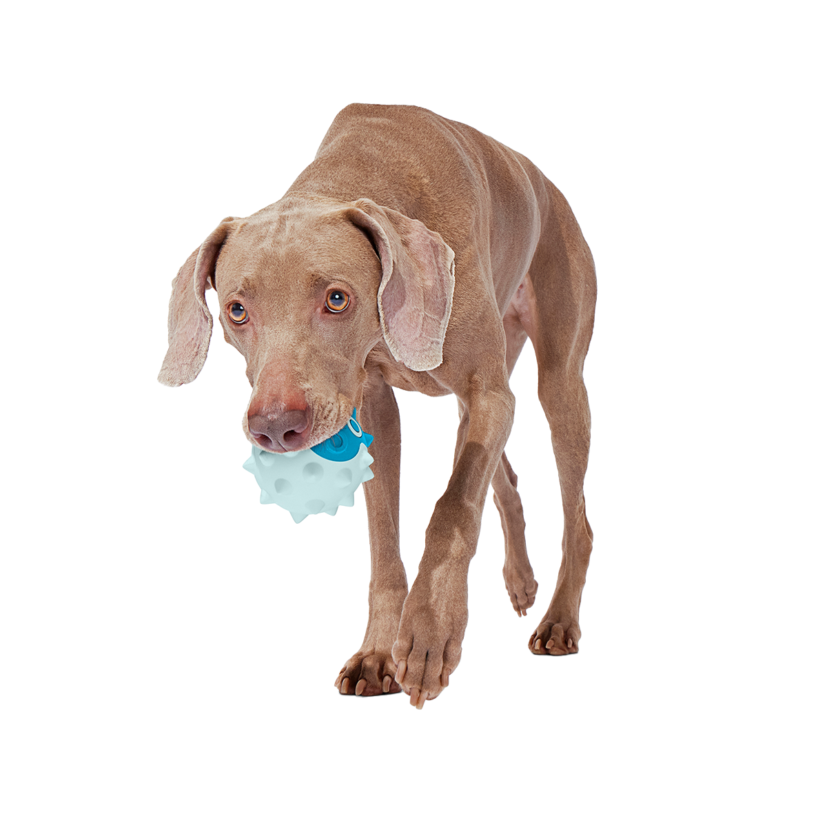 Throwfish Super Chewer Durable Fetch Dog Toy