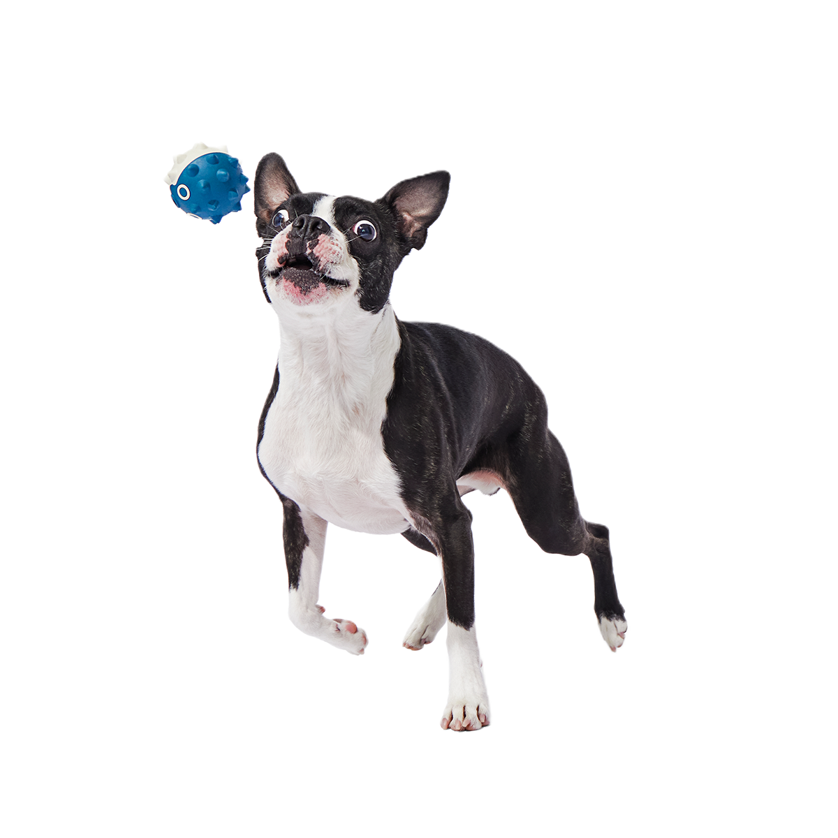 Throwfish Super Chewer Durable Fetch Dog Toy