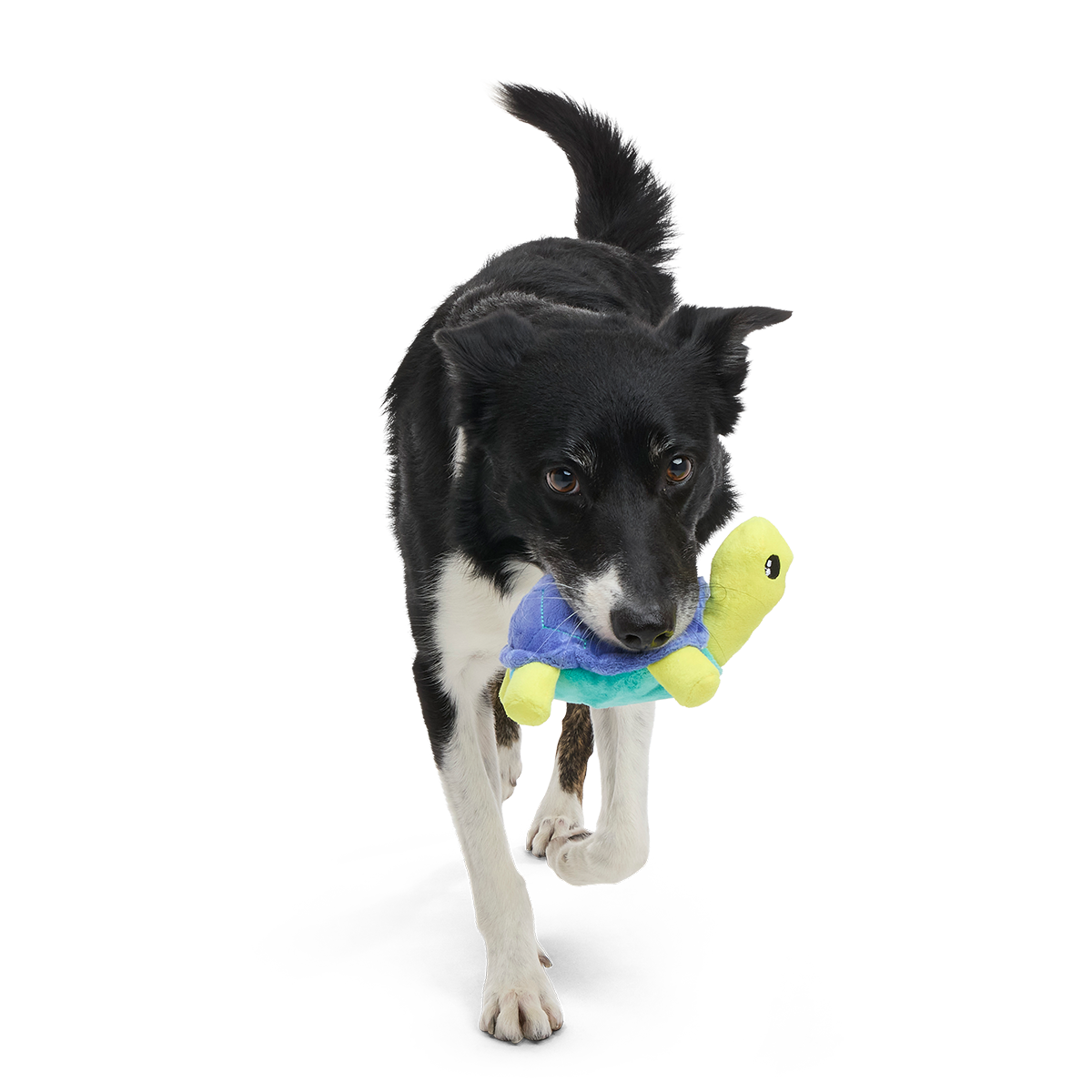 Tiago Tortuga Plush Tug Dog Toy