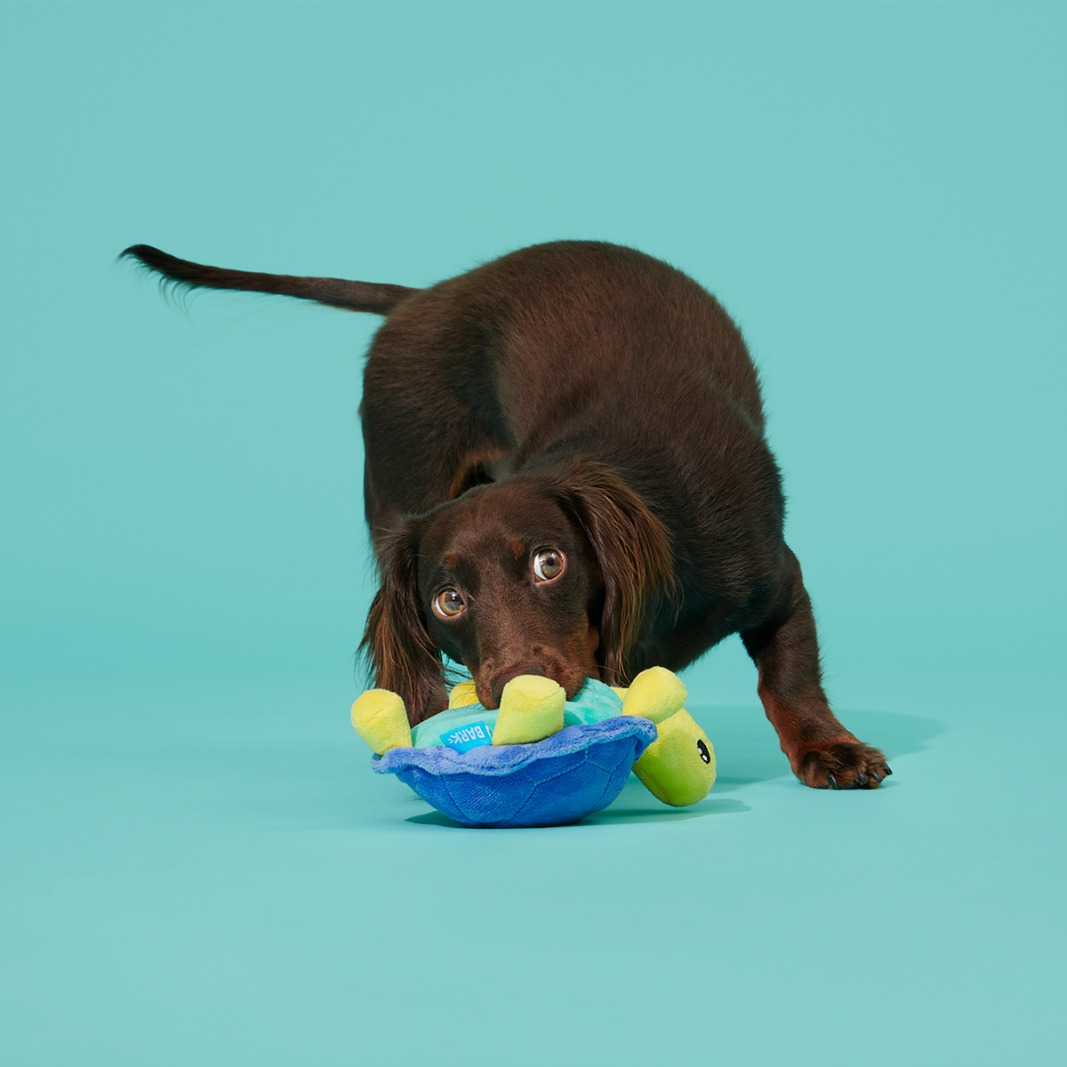 Tiago Tortuga Plush Tug Dog Toy