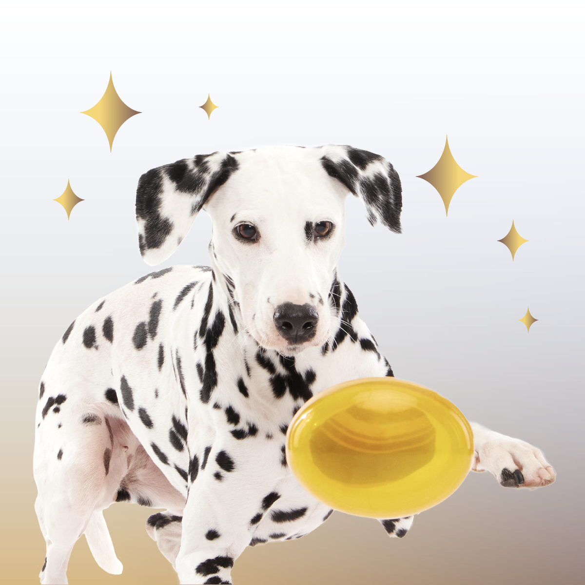 Crystal of the Month Club, Super Chewer Durable Monthly Dog Toys