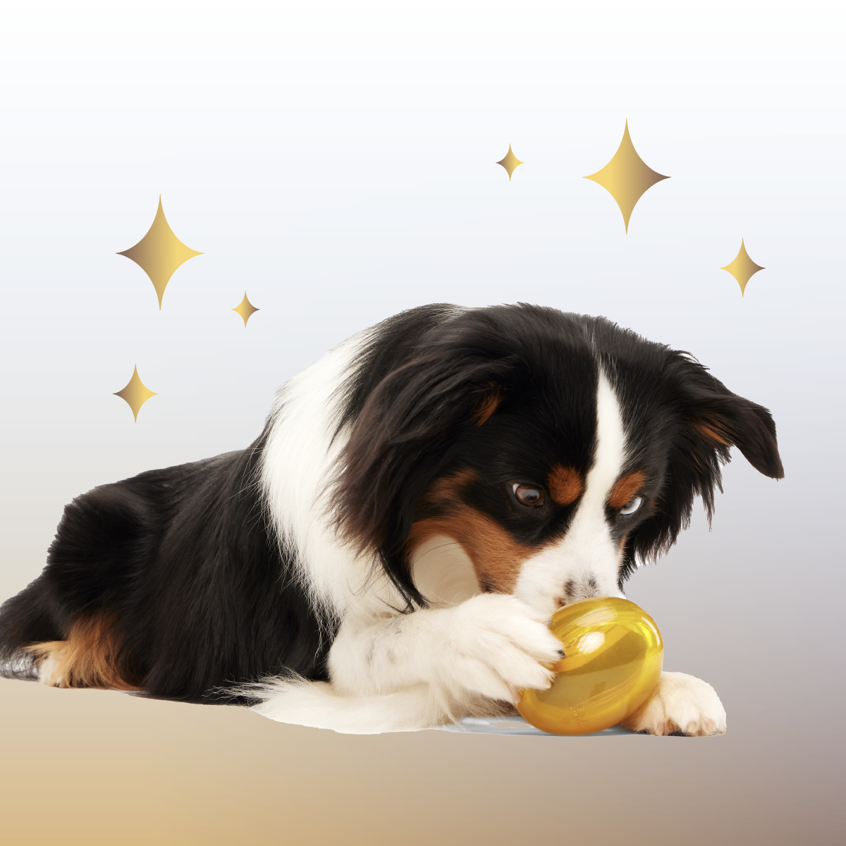 Crystal of the Month Club, Super Chewer Durable Monthly Dog Toys