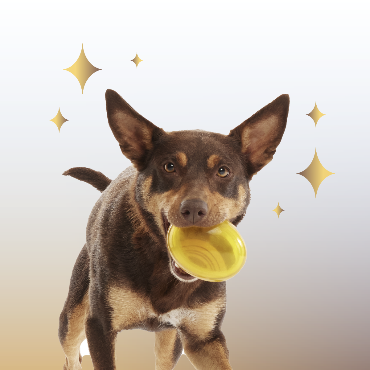 Crystal of the Month Club, Super Chewer Durable Monthly Dog Toys
