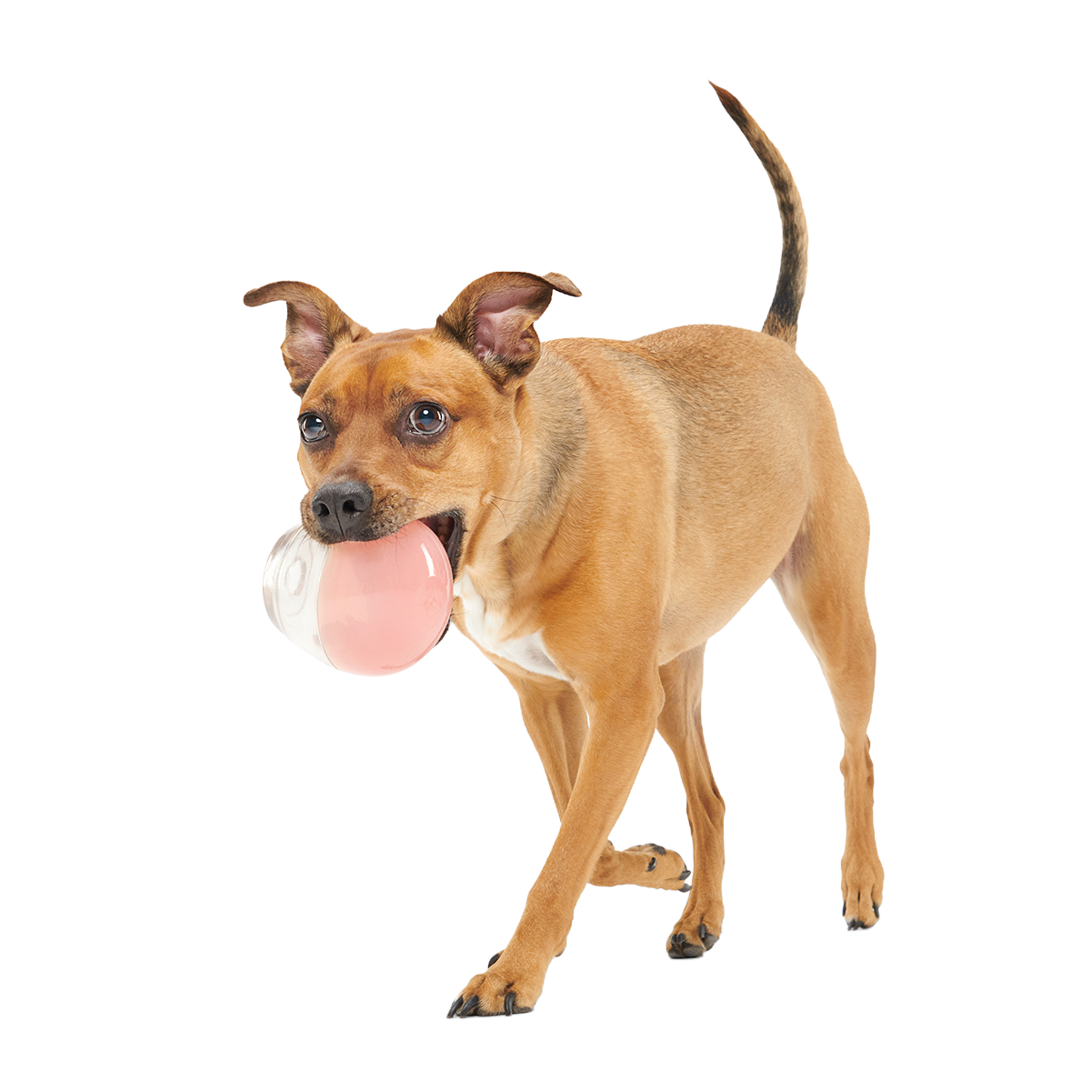 Tipsy Rose Super Chewer Durable Enrichment Dog Toy