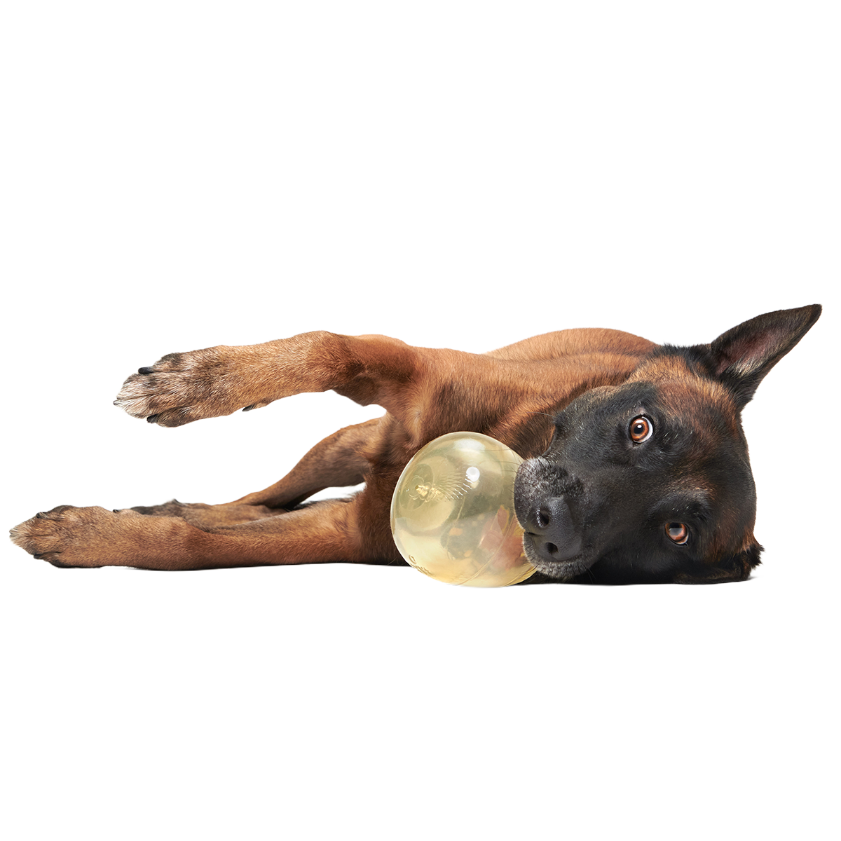 Tipsy Toast Glass Super Chewer Durable Enrichment Dog Toy