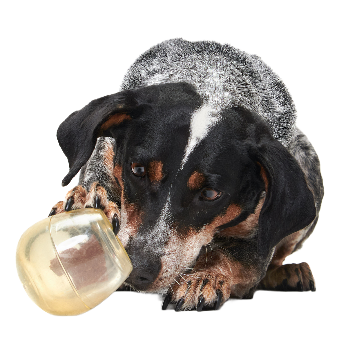 Tipsy Toast Glass Super Chewer Durable Enrichment Dog Toy