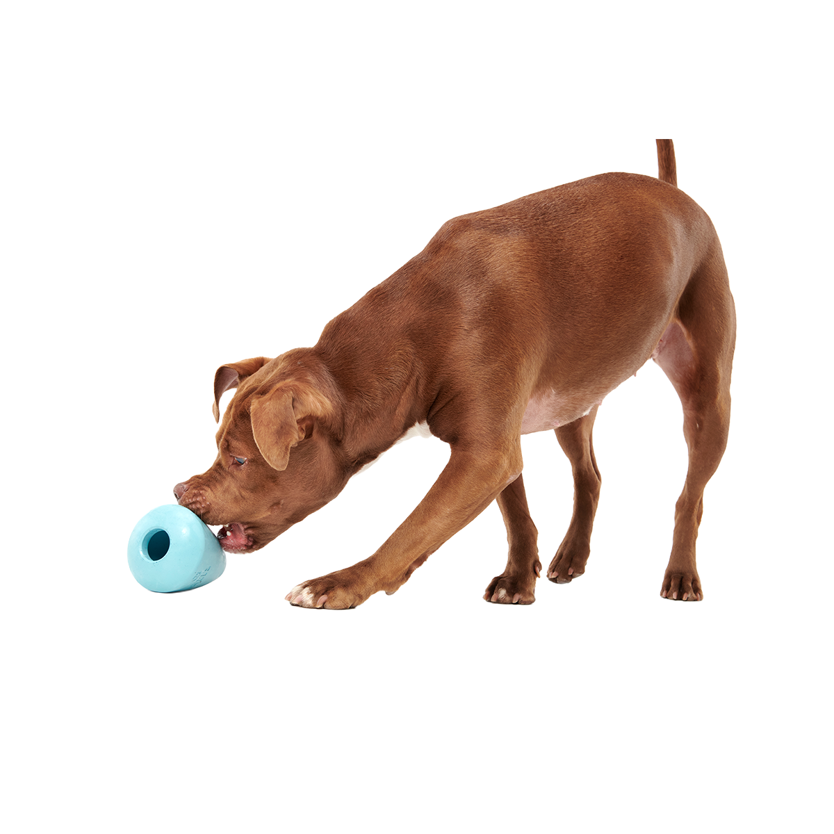 Titan Super Chewer Durable Enrichment Dog Toy