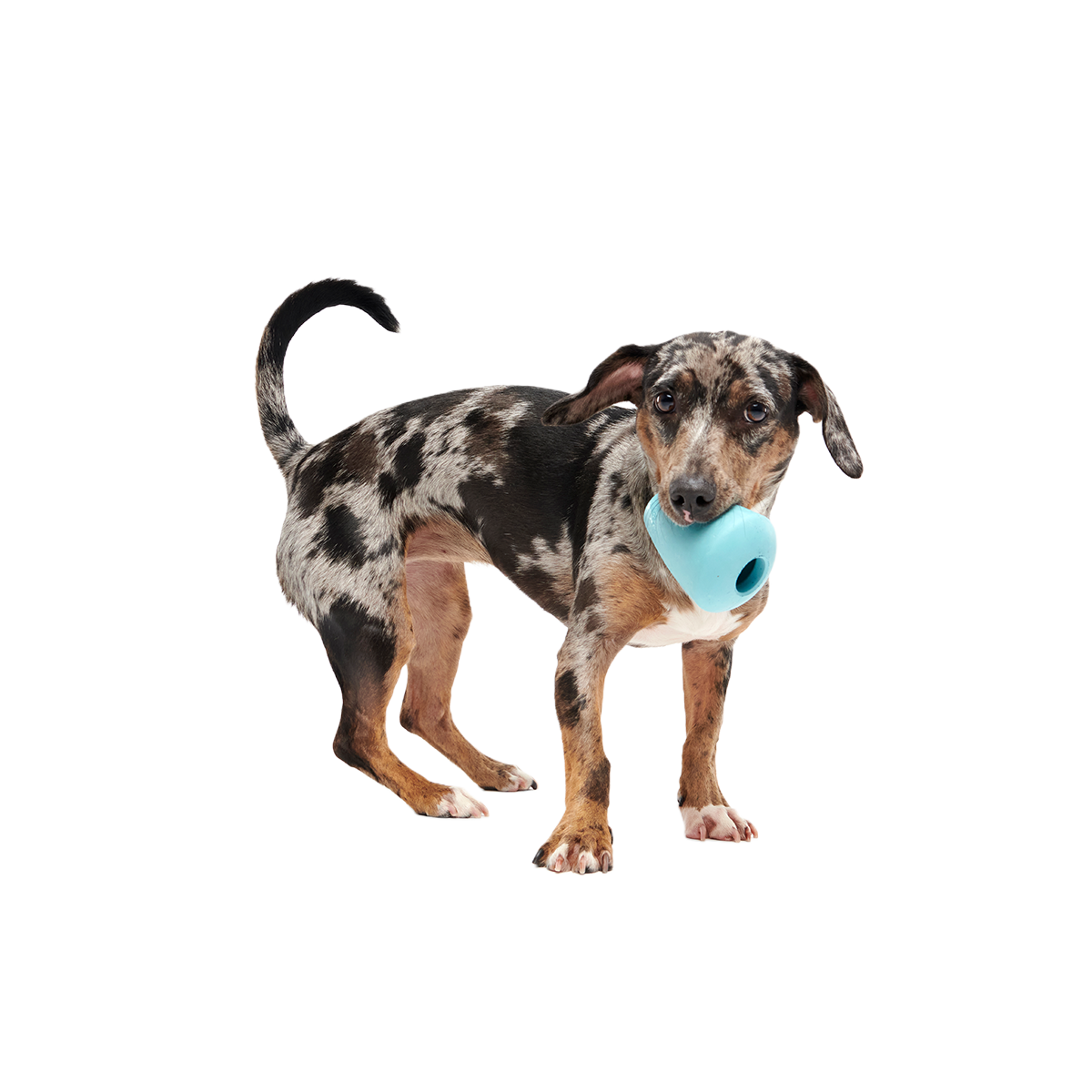 Titan Super Chewer Durable Enrichment Dog Toy