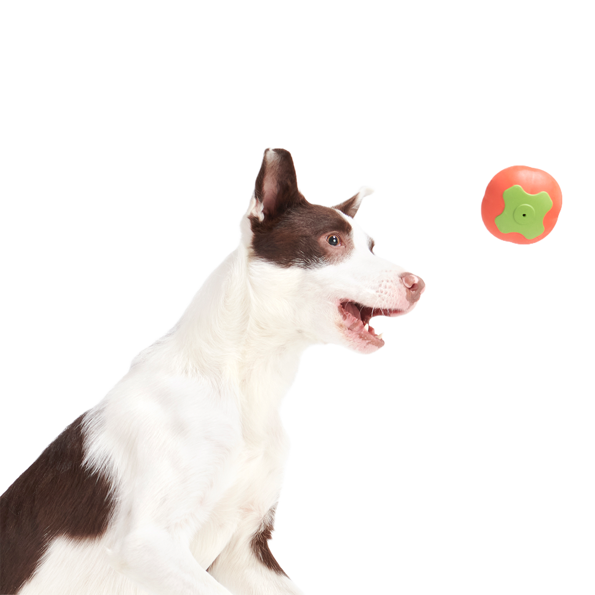 Tomato Tomutto Super Chewer Durable Fetch Dog Toy