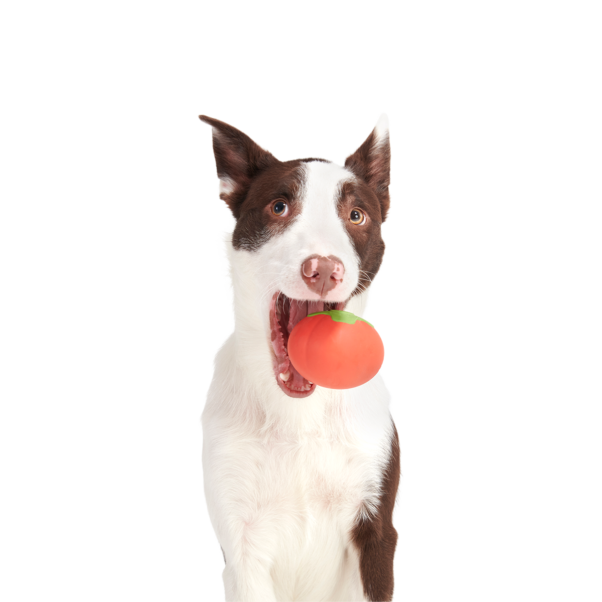 Tomato Tomutto Super Chewer Durable Fetch Dog Toy