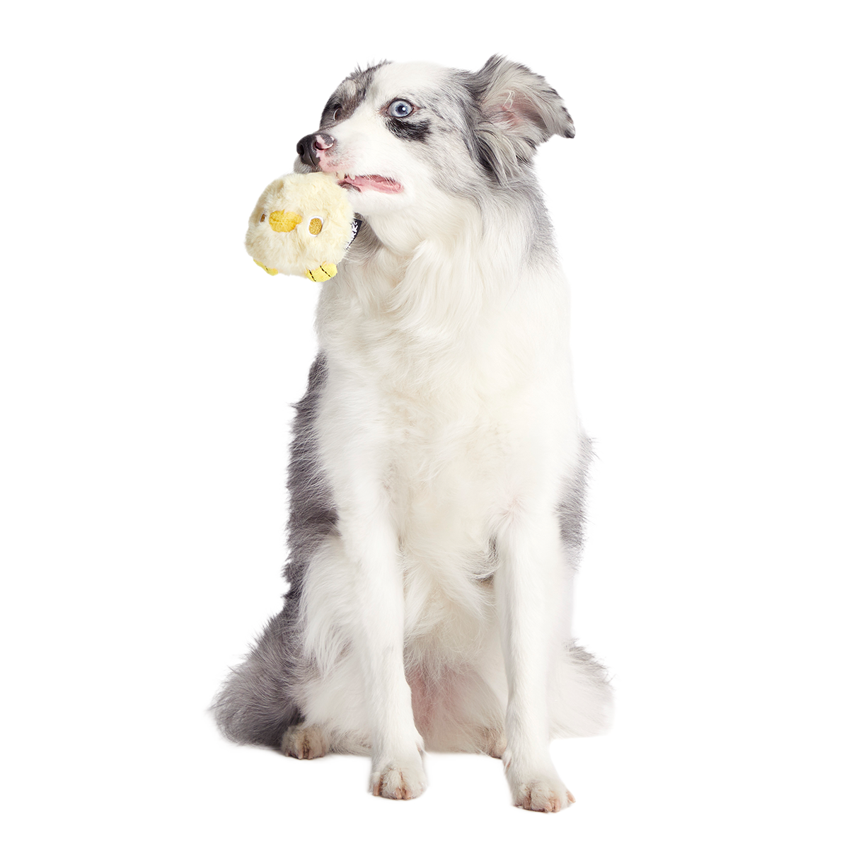Tough Chick Super Chewer Durable 2-in-1 Dog Toy
