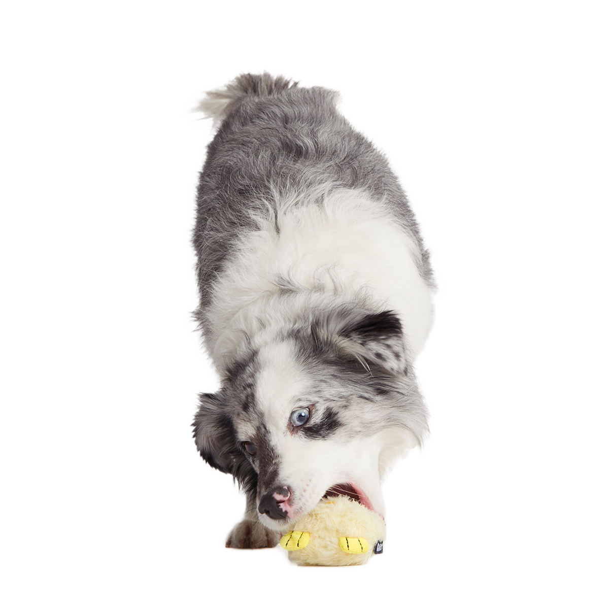 Tough Chick Super Chewer Durable 2-in-1 Dog Toy
