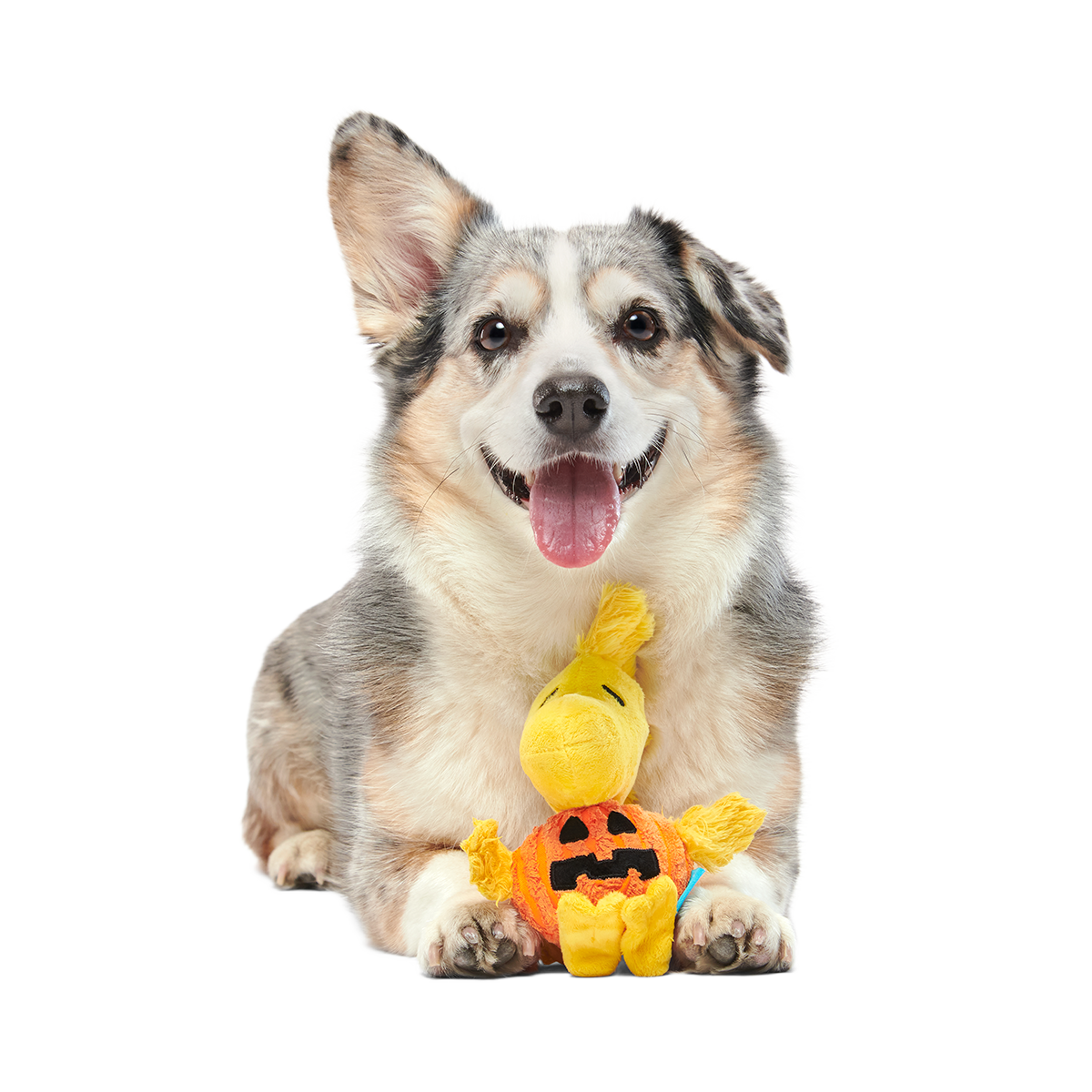 Trick-Or-Tweet Plush Tug Dog Toy