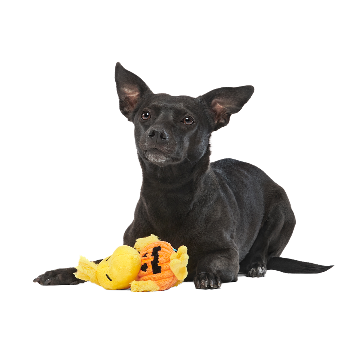 Trick-Or-Tweet Plush Tug Dog Toy