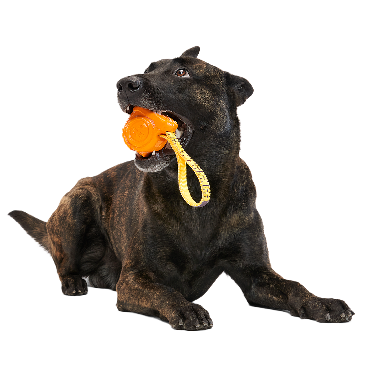 Tug Measure Super Chewer Durable Dog Toy