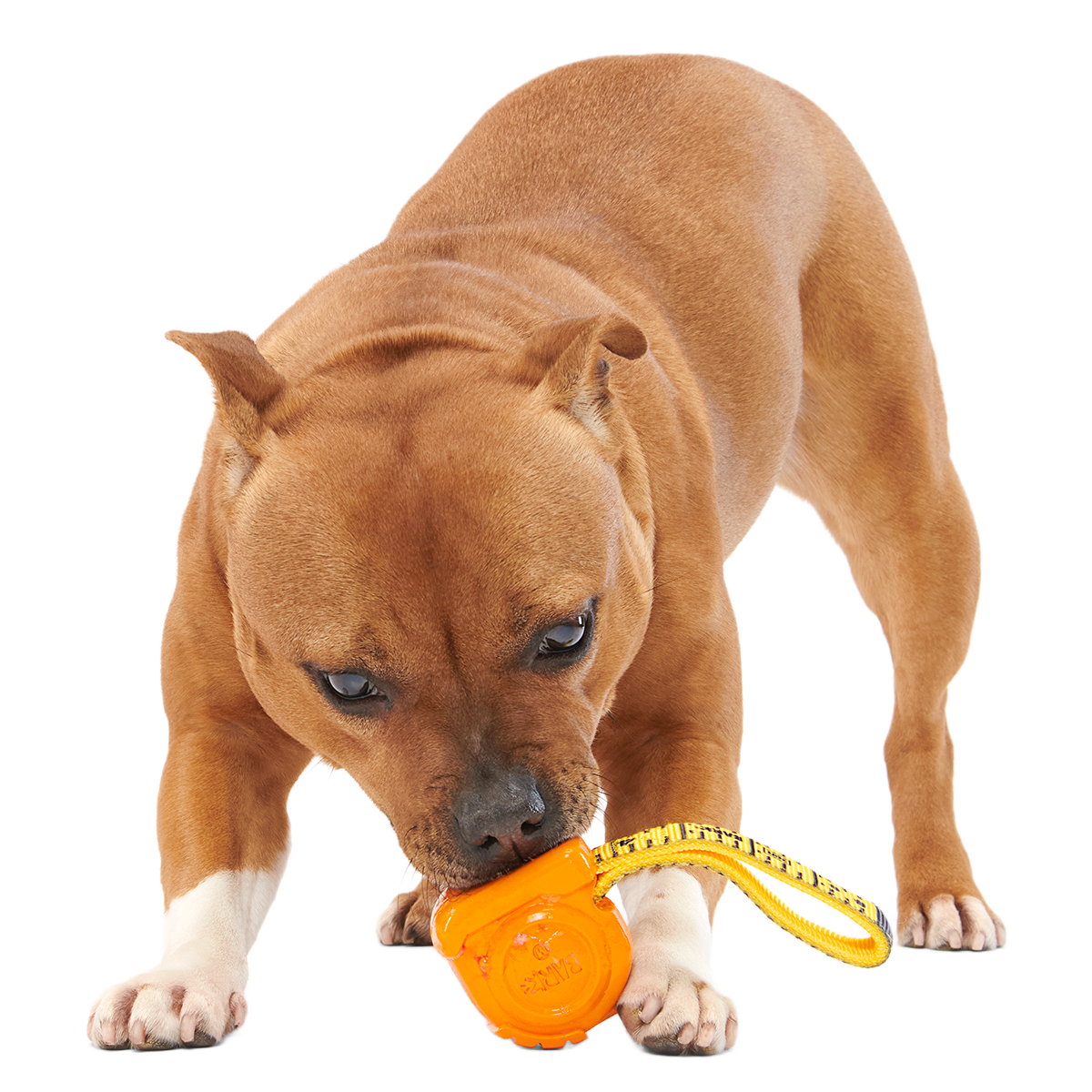 Tug Measure Super Chewer Durable Dog Toy