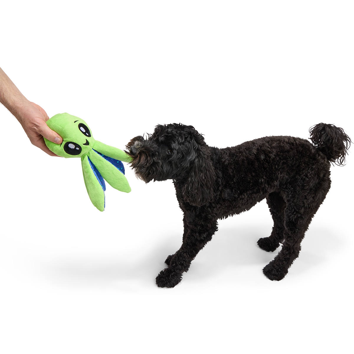 Ollie the Octopus Club, Plush Tug Monthly Dog Toys
